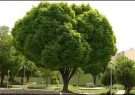 کاشت ۱۷ گونه جدید درخت در شهر قم