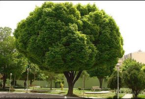 کاشت ۱۷ گونه جدید درخت در شهر قم