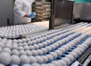 قم، قطب چهارم تولید تخم مرغ کشور است
