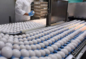 قم، قطب چهارم تولید تخم مرغ کشور است