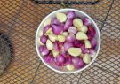 ۵ خاصیت طلایی موسیر برای مادران باردار